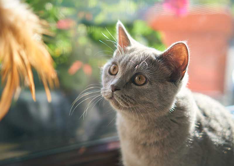 Carousel Slide 4: Cat vaccines