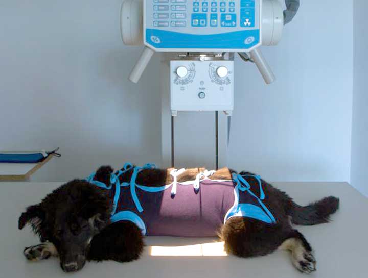 Pet Digital Radiology