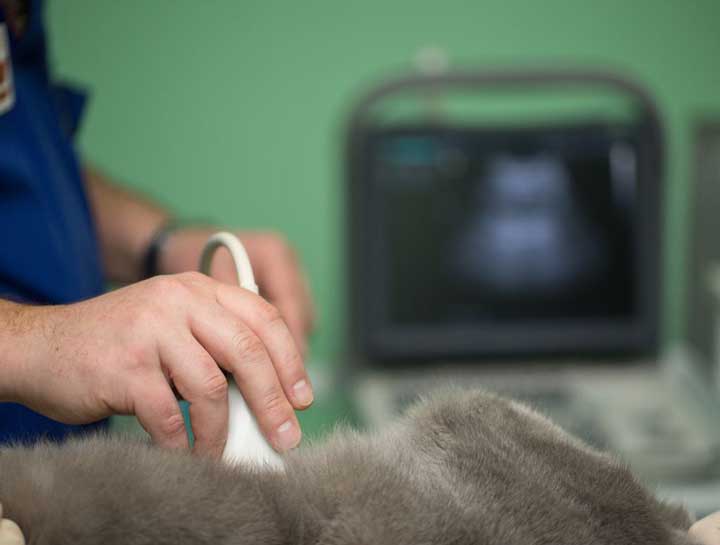 Veterinary Ultrasounds in $city